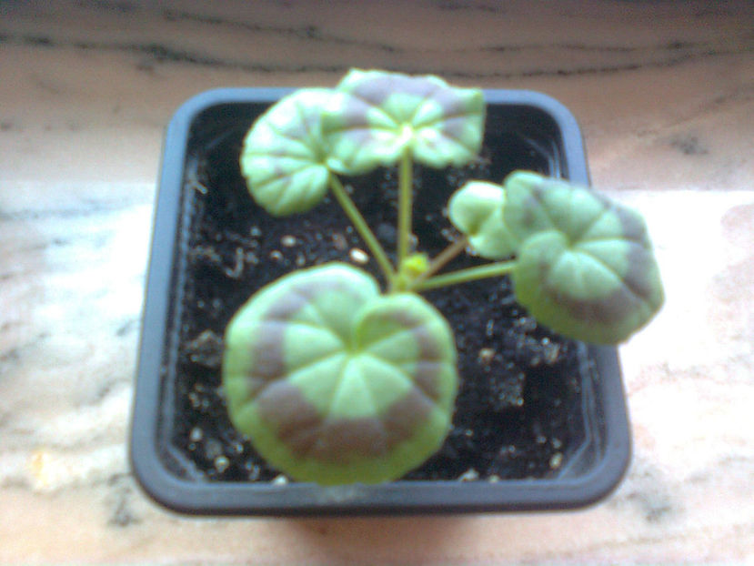  - MUSCATE -2017 - 2018