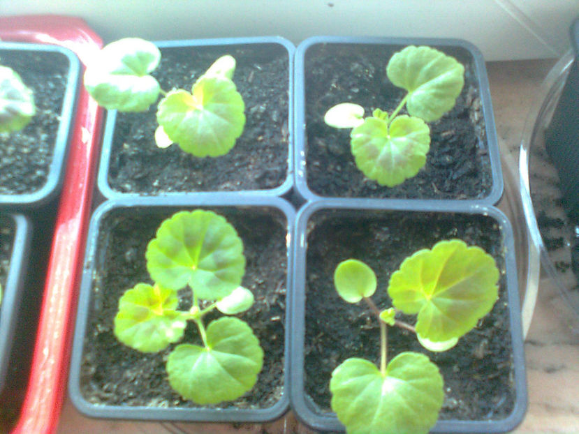  - MUSCATE -2017 - 2018