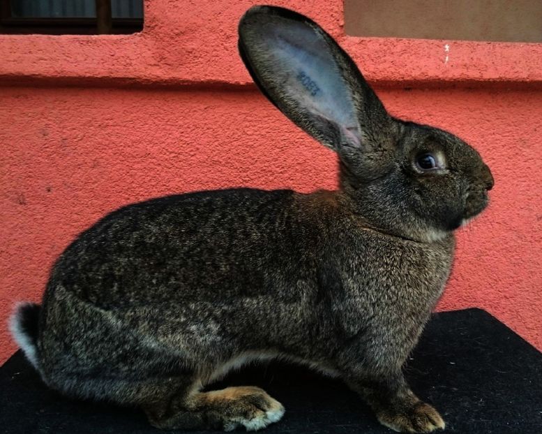 femela 2 - 96 P-cuib 2 - IEPURI URIAS GRI GERMAN PUI MARTIE 2017