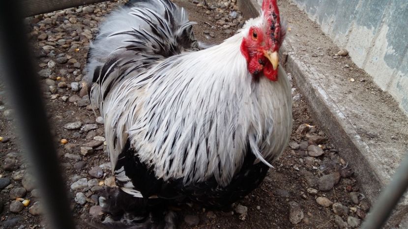  - arhiva fam Cochincina Pitic Herminat Inchis