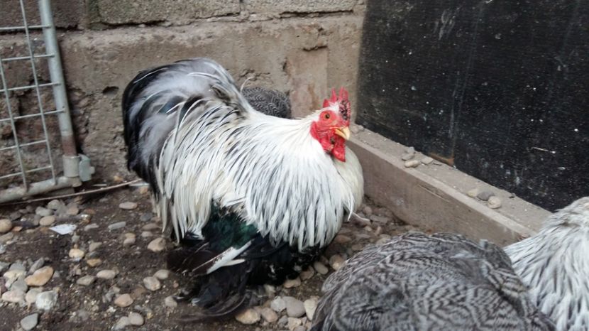  - arhiva fam Cochincina Pitic Herminat Inchis