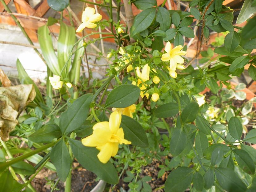 jasminum mesnyii - 2017 in gradina mea