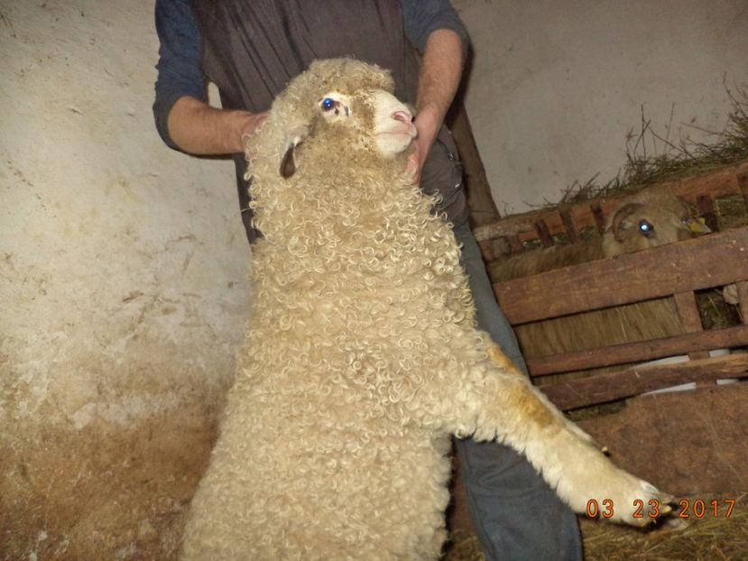  - Productia De Miei 2017