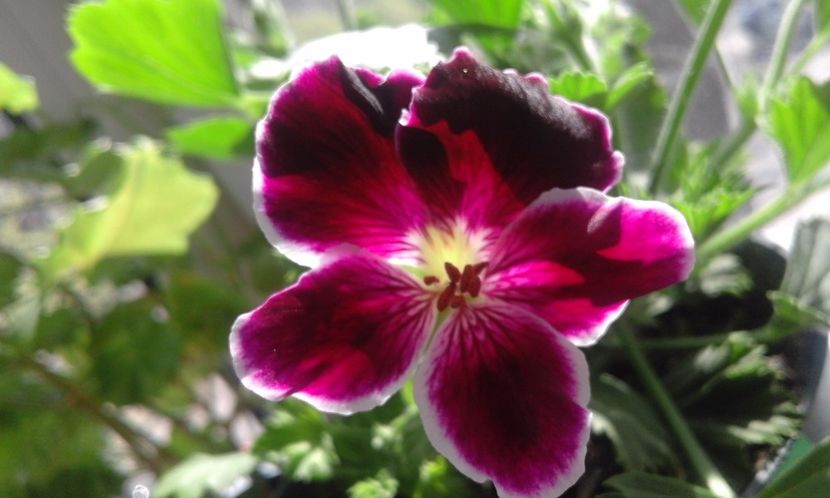 Imperial - Flori 2017