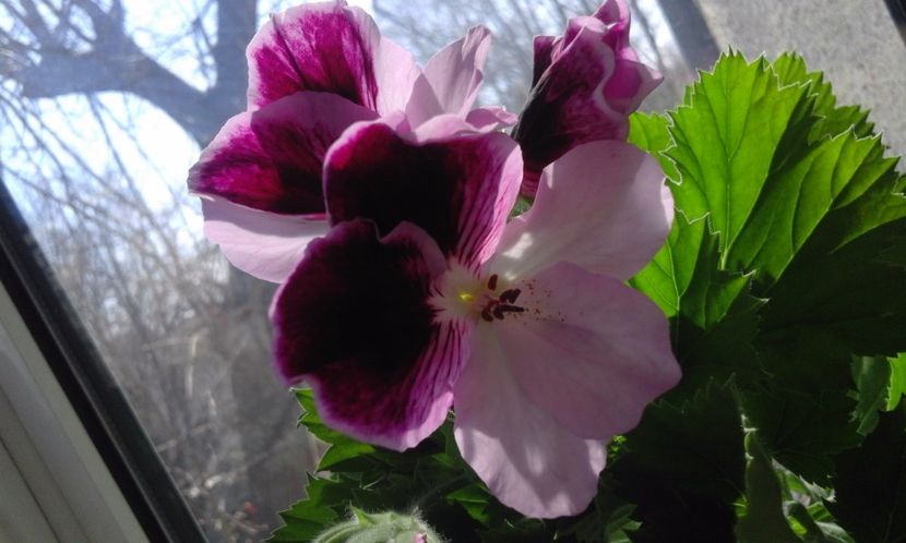 Vicky Clair - Flori 2017