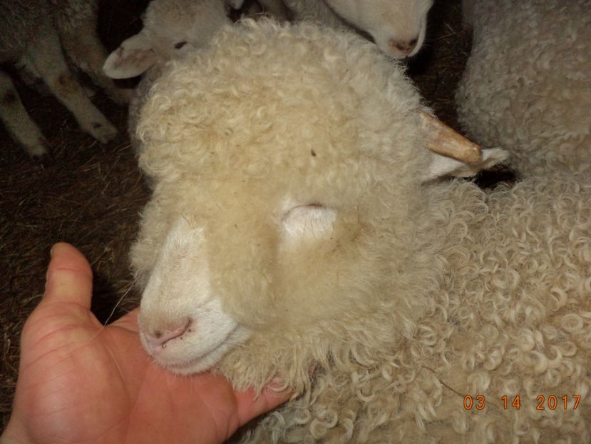  - Productia De Miei 2017