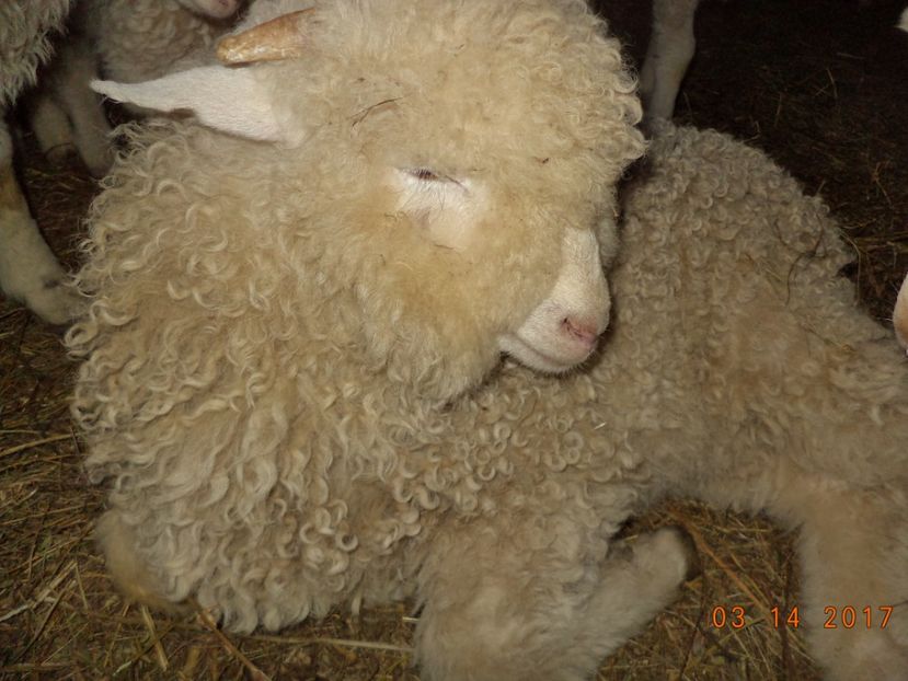  - Productia De Miei 2017