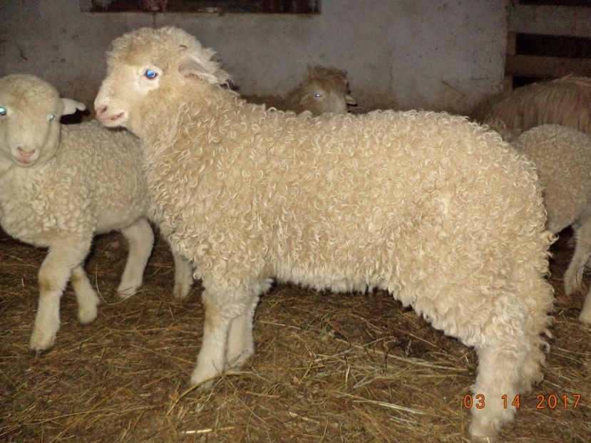  - Productia De Miei 2017