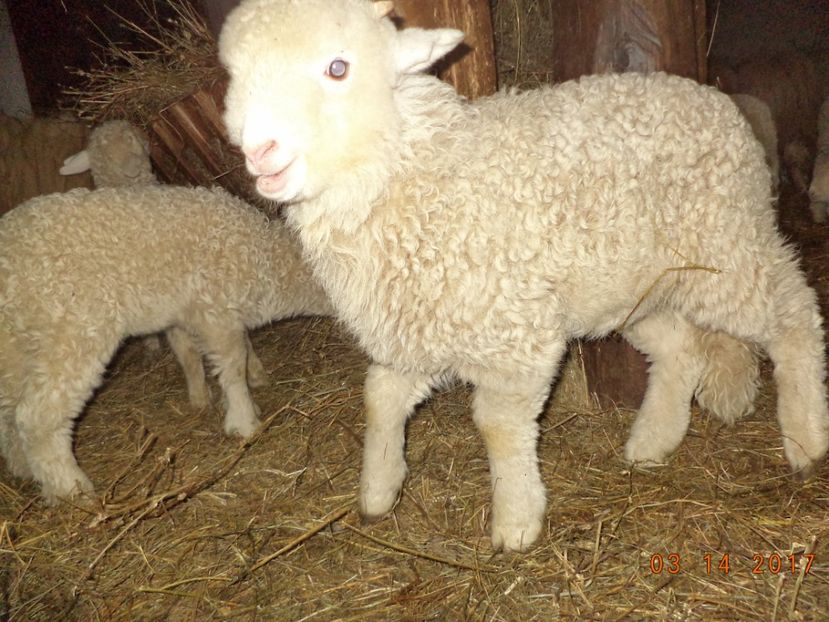  - Productia De Miei 2017