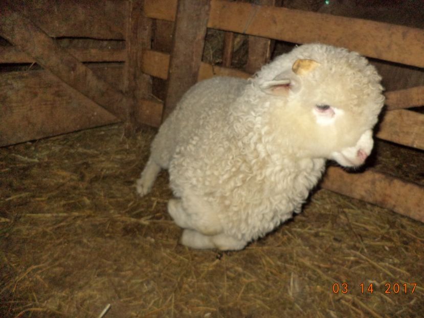  - Productia De Miei 2017