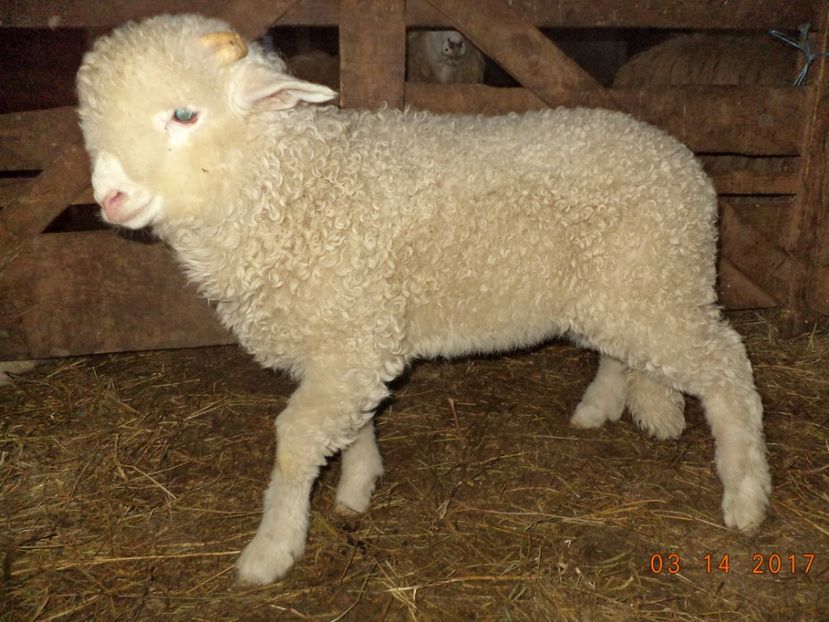  - Productia De Miei 2017