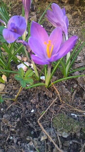  - 2017 Florile mele martie