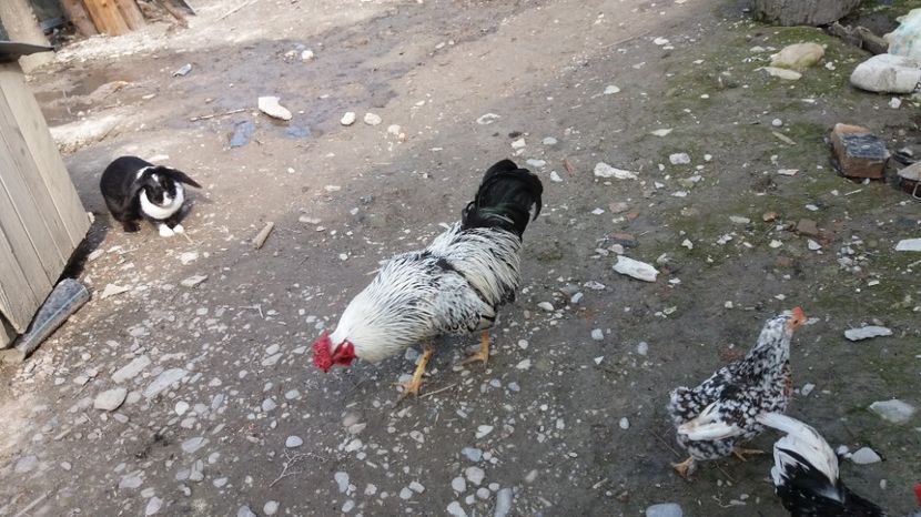  - Pitici si pasari  2016