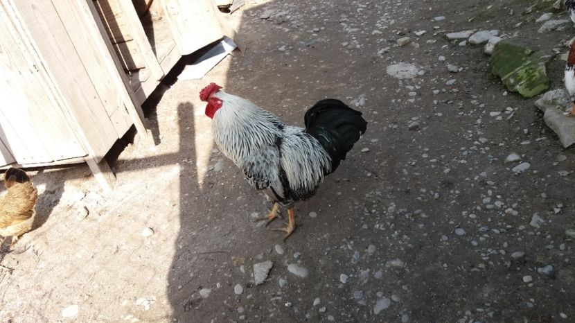  - Pitici si pasari  2016
