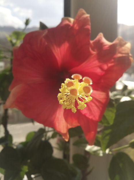  - Hibiscus Oberon