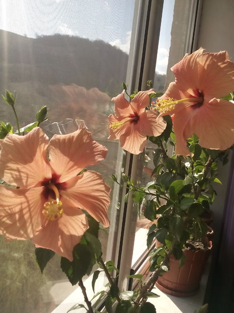  - Hibiscus Cairo Apricot