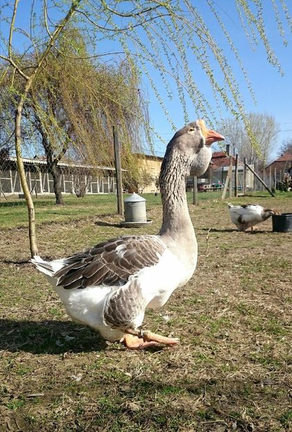  - Cholmogory 2015-16-17-18