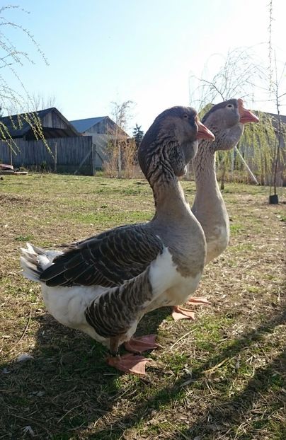  - Cholmogory 2015-16-17-18