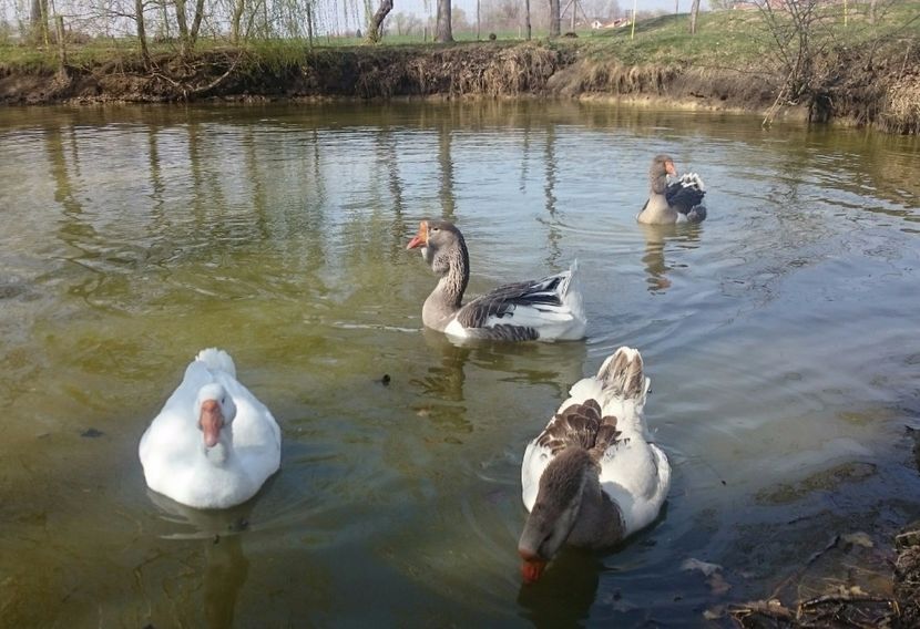  - Cholmogory 2015-16-17-18