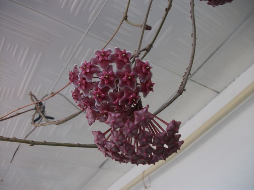  - Pubicalyx Silver Pink