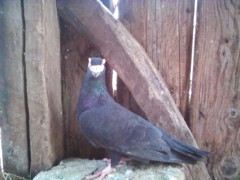  - Masculi Caranculati