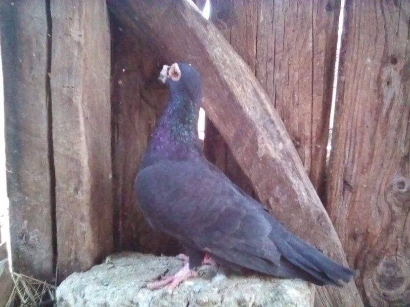  - Masculi Caranculati