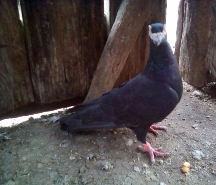  - Masculi Caranculati