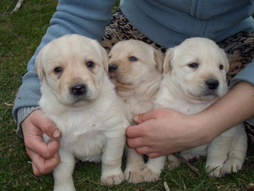 SAM_1100 - Catelusi labrador 2017