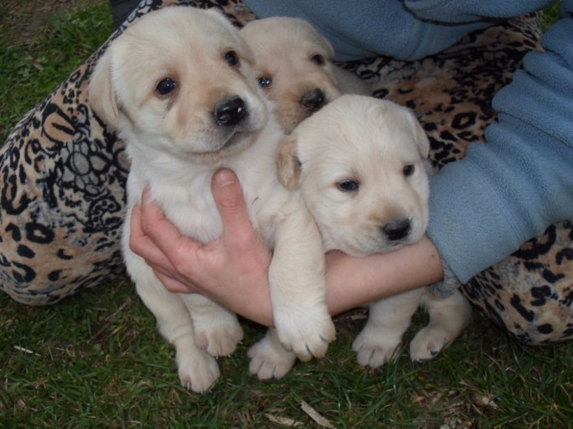 SAM_1102 - Catelusi labrador 2017