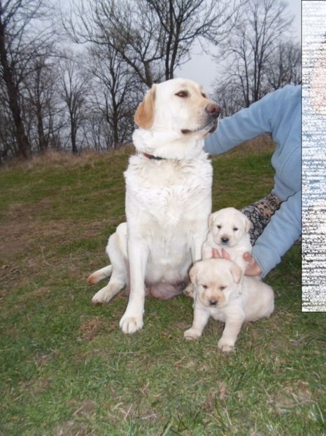 SAM_1107 - Catelusi labrador 2017