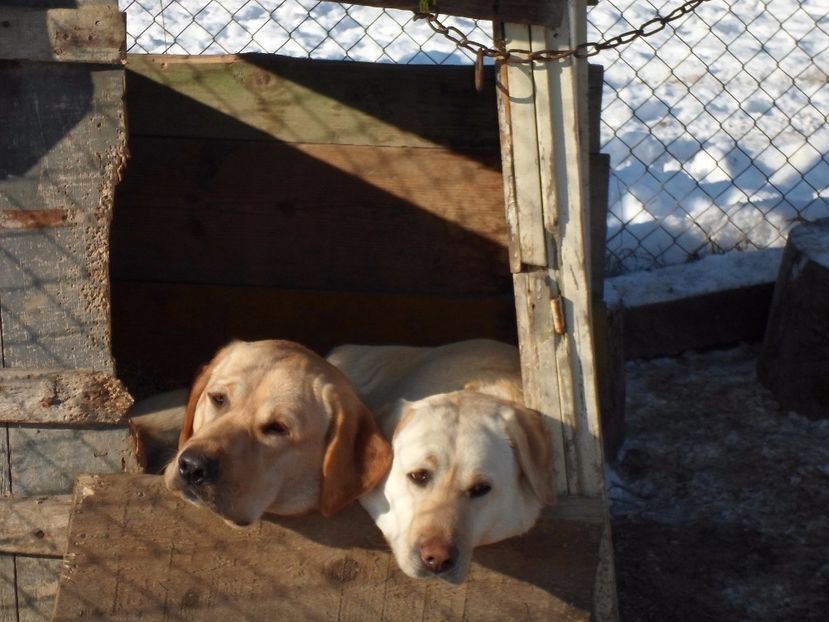 SAM_0625 - Catelusi labrador 2017