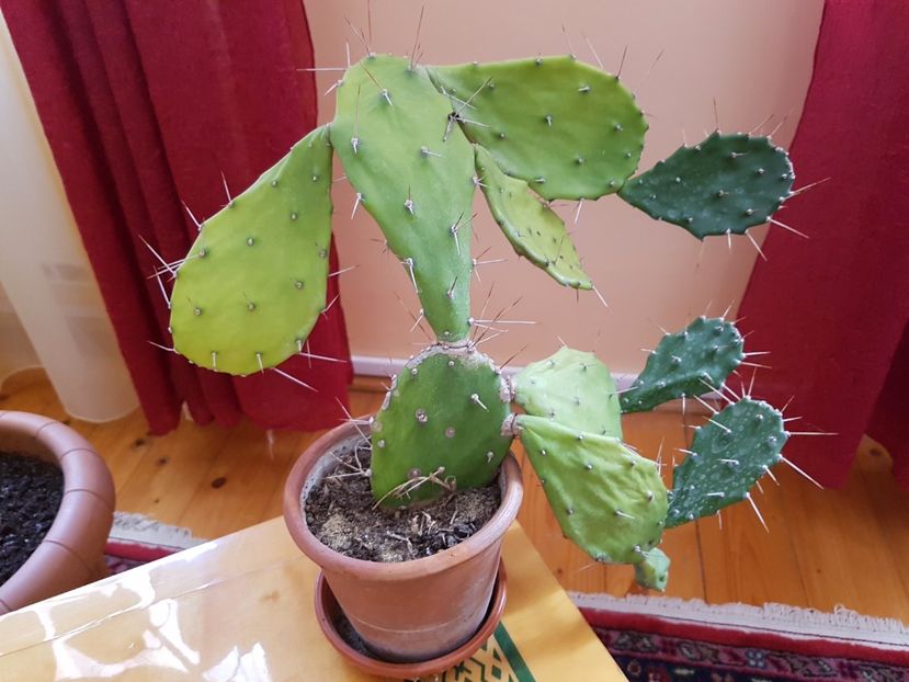 Opuntia robusta - Cactusi si plante suculente 2017-2018-2019