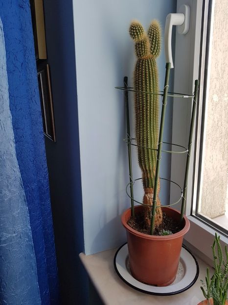  - Cactusi si plante suculente 2017-2018-2019
