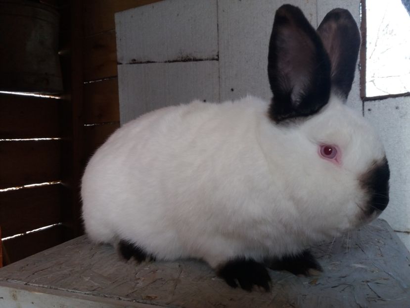  - Arhivă-Californieni