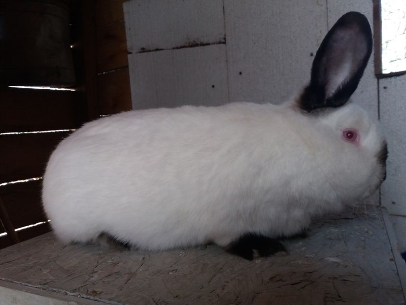  - Arhivă-Californieni