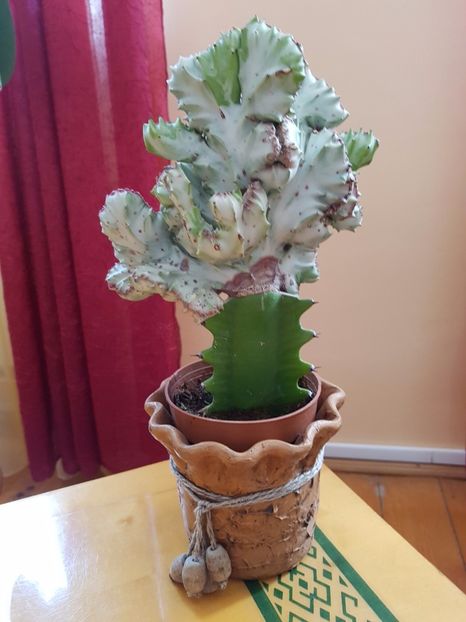 Euphorbia lactea cristata rubra altoita - Cactusi si plante suculente 2017-2018-2019