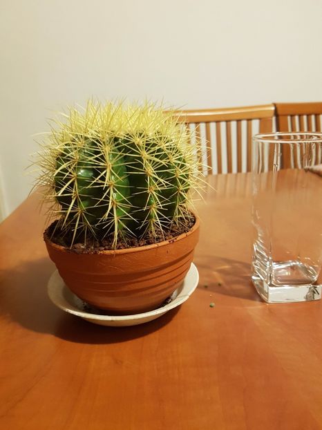 Echinocactus grusonii - Cactusi si plante suculente 2017-2018-2019