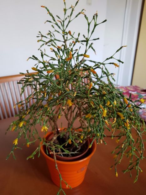 Hatiora salicornioides - Cactusi si plante suculente 2017-2018-2019