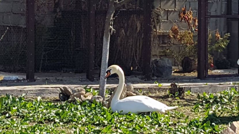 17521807_1857284724510169_411700495_o - LEBEDE ALBE