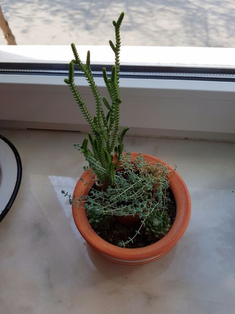 Crassula muscosa si sedum oreganum - Cactusi si plante suculente 2017-2018-2019