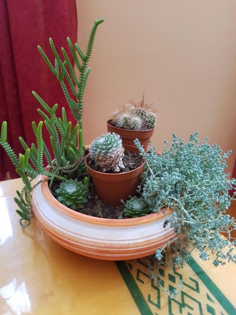 Crassula muscosa,sedum oreganum si sempervivum arachnoideum - Cactusi si plante suculente 2017-2018-2019