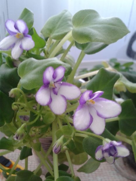 18 ian - Rob s Humpty Doo