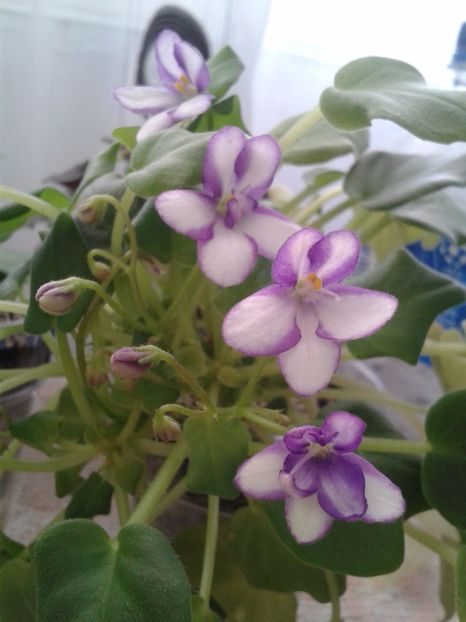 19 ian - Rob s Humpty Doo