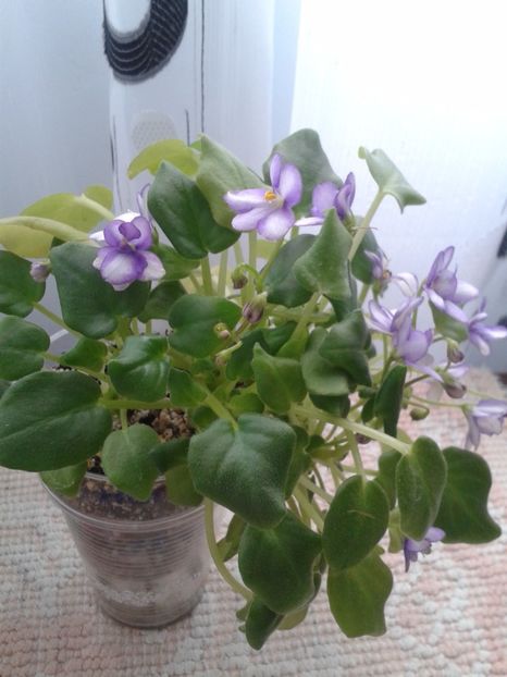 29 ian - Rob s Humpty Doo