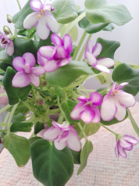 26 ian - Rob s Humpty Doo