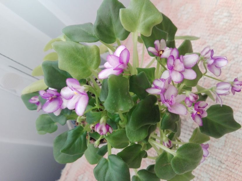 31 ian - Rob s Humpty Doo