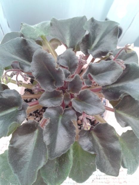 21 ian 2017 - ZZ Heritage Frolic