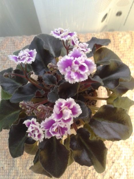 2 feb - ZZ Heritage Frolic