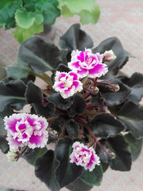 31ian - ZZ Heritage Frolic