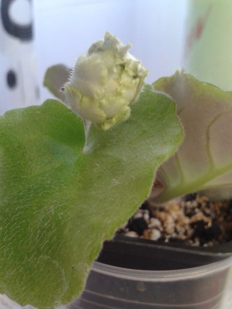 7 martie - ZZ LE Fleur